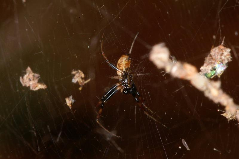 Nephila_edulis_D3551_Z_81_Mt Florence station_Australie.jpg